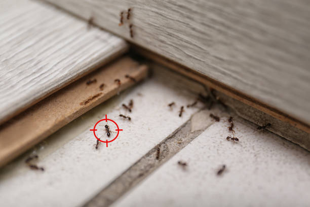 Best Flea Control Services  in Jackson, CA