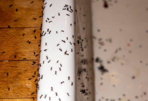 Best Spider Control Near Me  in Jackson, CA